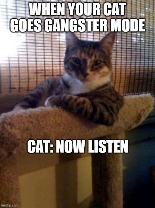 The Most Interesting Cat In The World | WHEN YOUR CAT GOES GANGSTER MODE; CAT: NOW LISTEN | image tagged in memes,the most interesting cat in the world | made w/ Imgflip meme maker
