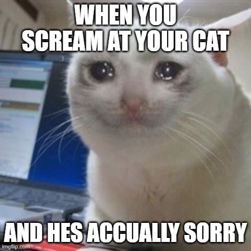 Crying cat | WHEN YOU SCREAM AT YOUR CAT; AND HES ACCUALLY SORRY | image tagged in crying cat | made w/ Imgflip meme maker