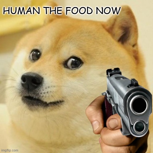 yes | HUMAN THE FOOD NOW | image tagged in memes,doge | made w/ Imgflip meme maker