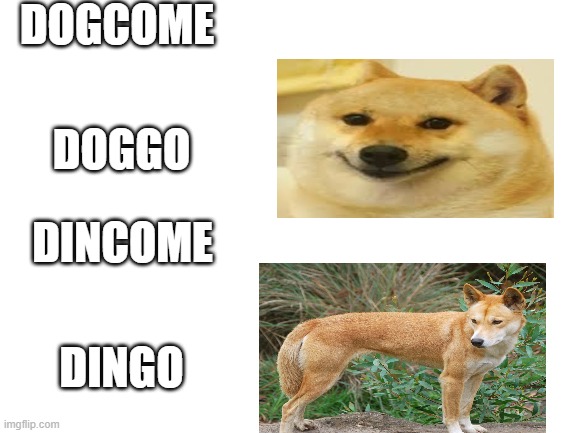 Blank White Template | DOGCOME; DOGGO; DINCOME; DINGO | image tagged in blank white template | made w/ Imgflip meme maker