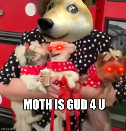 moth is gud | MOTH IS GUD 4 U | image tagged in funny,batman slapping robin,bad luck brian,cats,doge | made w/ Imgflip meme maker