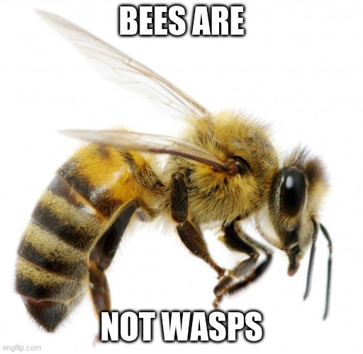 bee bullshit |  BEES ARE; NOT WASPS | image tagged in bee bullshit | made w/ Imgflip meme maker