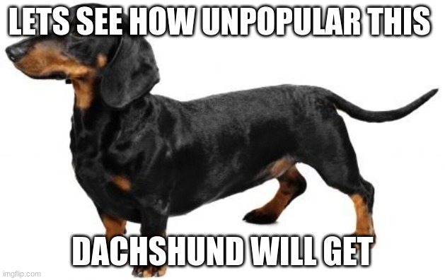 really tho i want u to downvote this im not kidding | LETS SEE HOW UNPOPULAR THIS; DACHSHUND WILL GET | image tagged in downvote | made w/ Imgflip meme maker