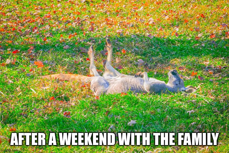 After a weekend with the family | AFTER A WEEKEND WITH THE FAMILY | image tagged in kangaroo,exhausted | made w/ Imgflip meme maker