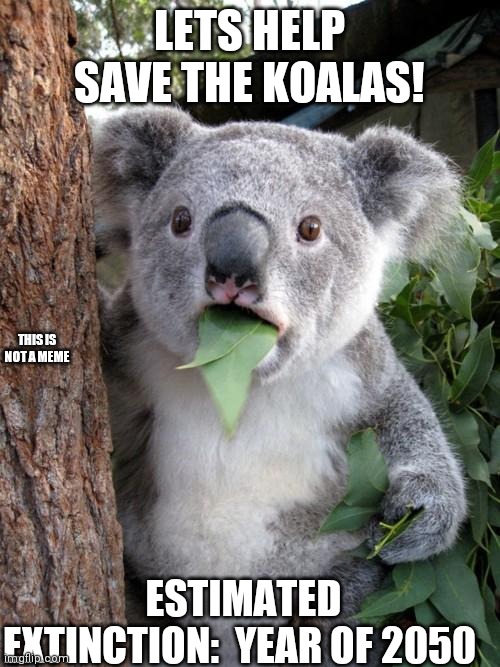 Surprised Koala | LETS HELP SAVE THE KOALAS! THIS IS NOT A MEME; ESTIMATED EXTINCTION:  YEAR OF 2050 | image tagged in memes,surprised koala | made w/ Imgflip meme maker