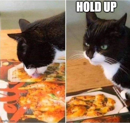 Hold Up Cat (Trial was here) | HOLD UP | image tagged in hold up cat | made w/ Imgflip meme maker