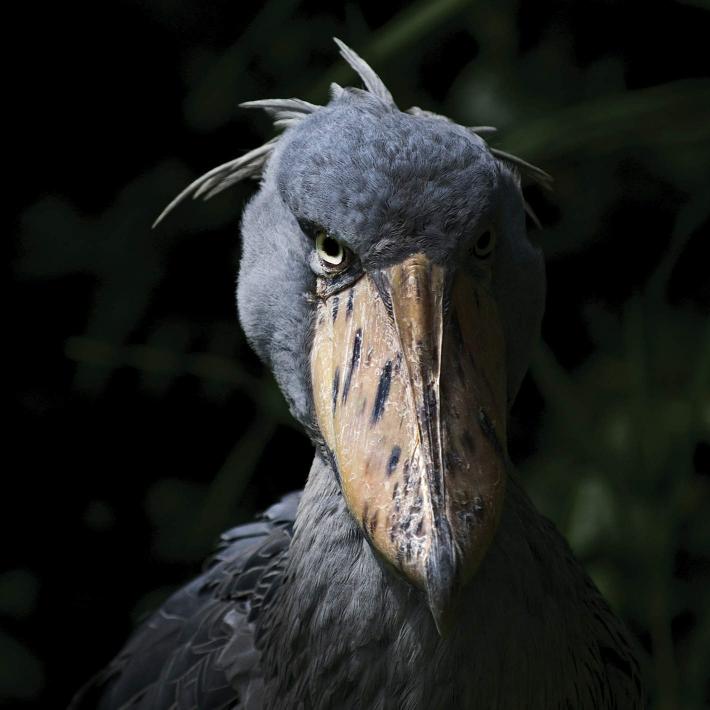 High Quality Shoebill Blank Meme Template