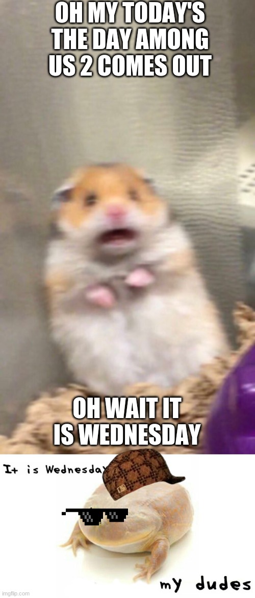 Wednesday | OH MY TODAY'S THE DAY AMONG US 2 COMES OUT; OH WAIT IT IS WEDNESDAY | image tagged in surprised hamster | made w/ Imgflip meme maker