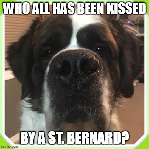 St. Bernard Kiss | WHO ALL HAS BEEN KISSED; BY A ST. BERNARD? | image tagged in st bernard | made w/ Imgflip meme maker