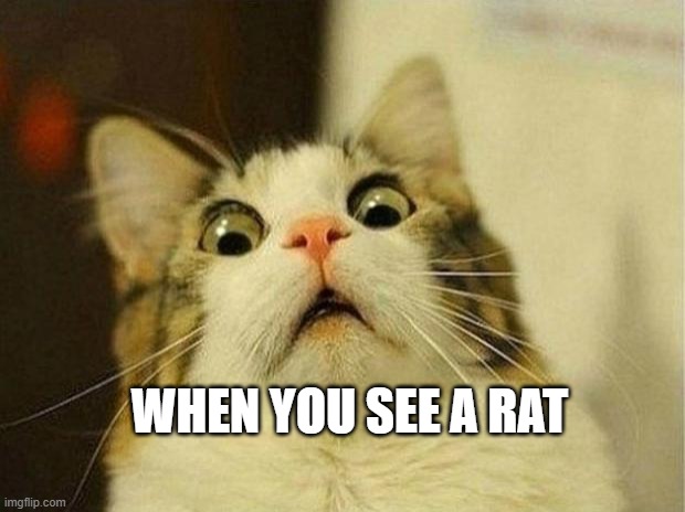 Scared Cat | WHEN YOU SEE A RAT | image tagged in memes,scared cat | made w/ Imgflip meme maker