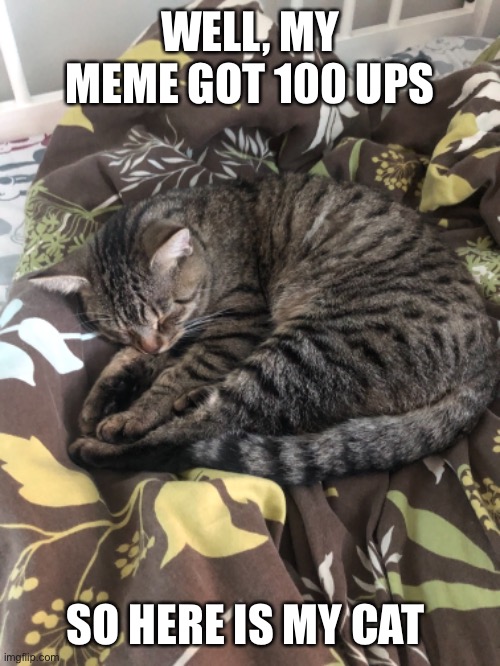 Here is my cat |  WELL, MY MEME GOT 100 UPS; SO HERE IS MY CAT | image tagged in cat | made w/ Imgflip meme maker