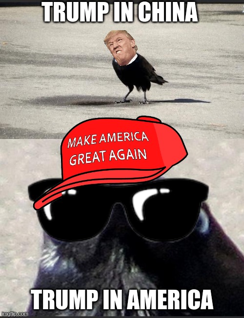 trump boi | TRUMP IN CHINA; TRUMP IN AMERICA | image tagged in insanity crow | made w/ Imgflip meme maker