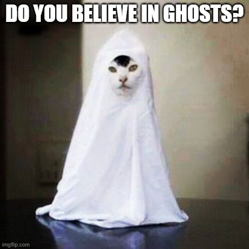 Ghost cat | DO YOU BELIEVE IN GHOSTS? | image tagged in ghost cat | made w/ Imgflip meme maker