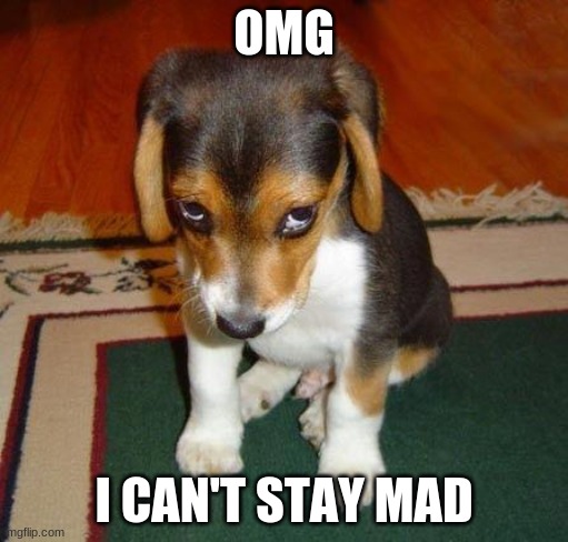 sorry | OMG; I CAN'T STAY MAD | image tagged in sorry | made w/ Imgflip meme maker