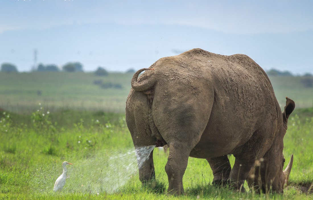 The rhino and the duck Blank Meme Template