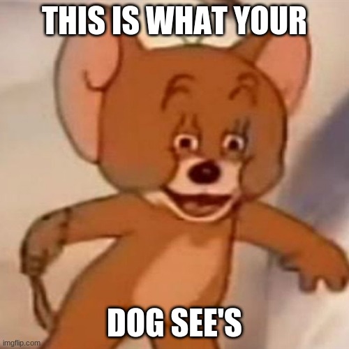 random | THIS IS WHAT YOUR; DOG SEE'S | image tagged in polish jerry | made w/ Imgflip meme maker