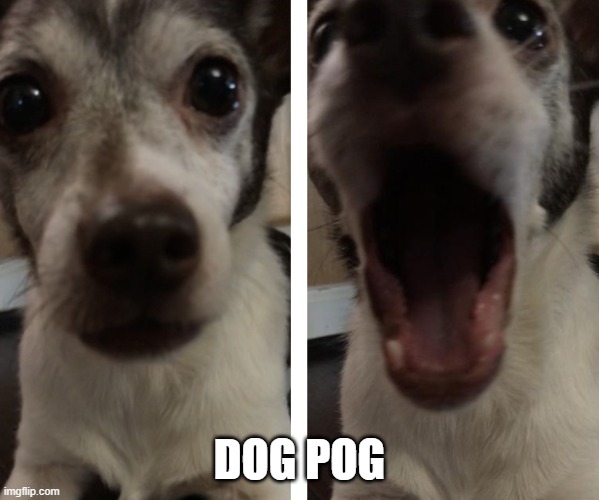 dog pog | DOG POG | image tagged in dog | made w/ Imgflip meme maker