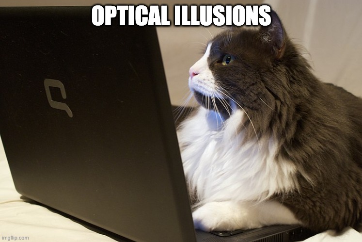 optical illusions | OPTICAL ILLUSIONS | image tagged in funny cat memes,cats | made w/ Imgflip meme maker
