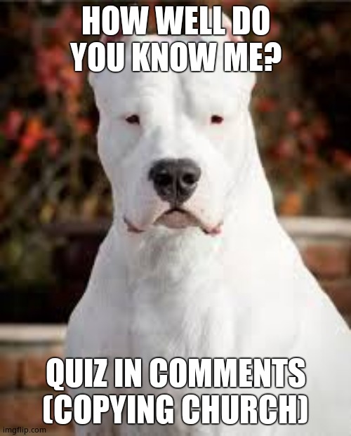 Dogo Argentino | HOW WELL DO YOU KNOW ME? QUIZ IN COMMENTS (COPYING CHURCH) | image tagged in dogo argentino | made w/ Imgflip meme maker