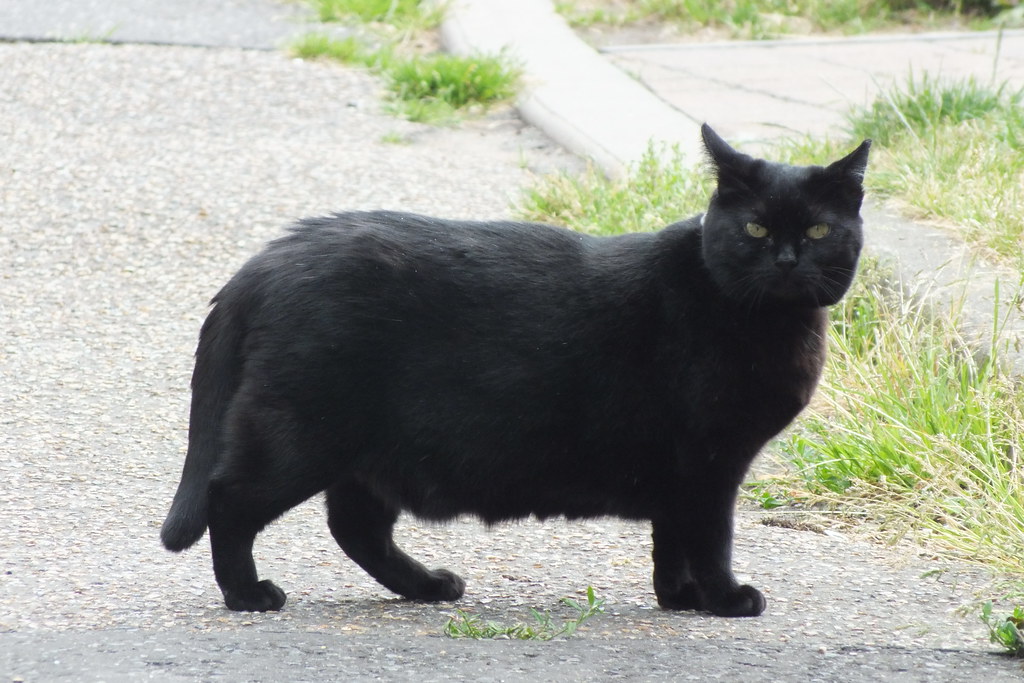 Fat Black Cat Blank Meme Template