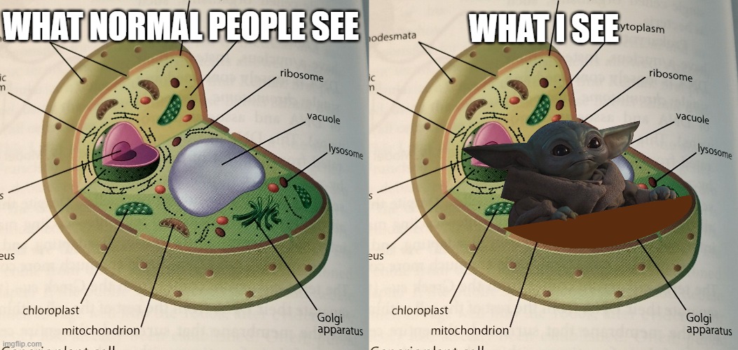Yoda cell | WHAT I SEE; WHAT NORMAL PEOPLE SEE | image tagged in baby yoda,cell,mandalorian | made w/ Imgflip meme maker