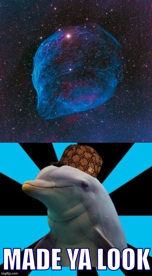 The Dolphin Head Nebula. | MADE YA LOOK | image tagged in dolphin head nebula,scumbag dolphin,nebula,dolphin,outer space,astronomy | made w/ Imgflip meme maker