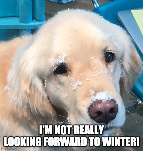 Not Looking Forward to Winter | I'M NOT REALLY LOOKING FORWARD TO WINTER! | image tagged in golden retriever | made w/ Imgflip meme maker