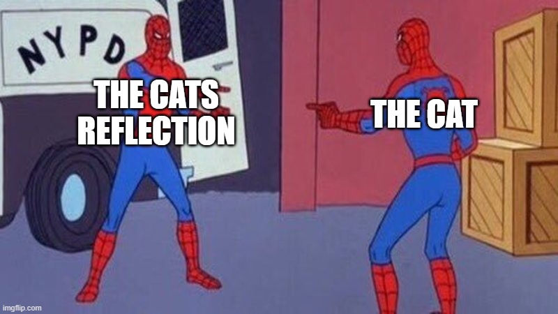 Cats always hate their own reflection don't they? | THE CATS REFLECTION; THE CAT | image tagged in spiderman pointing at spiderman | made w/ Imgflip meme maker