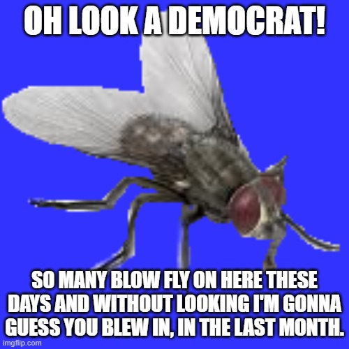 OH LOOK A DEMOCRAT! SO MANY BLOW FLY ON HERE THESE DAYS AND WITHOUT LOOKING I'M GONNA GUESS YOU BLEW IN, IN THE LAST MONTH. | made w/ Imgflip meme maker