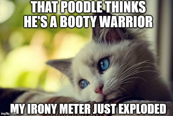 First World Problems Cat Meme | THAT POODLE THINKS HE'S A BOOTY WARRIOR; MY IRONY METER JUST EXPLODED | image tagged in memes,first world problems cat | made w/ Imgflip meme maker