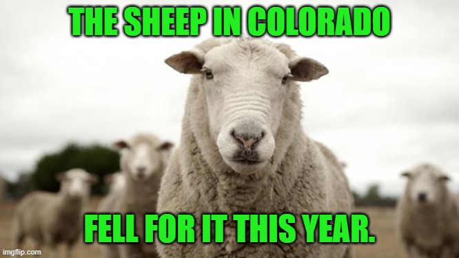 Sheep | THE SHEEP IN COLORADO FELL FOR IT THIS YEAR. | image tagged in sheep | made w/ Imgflip meme maker