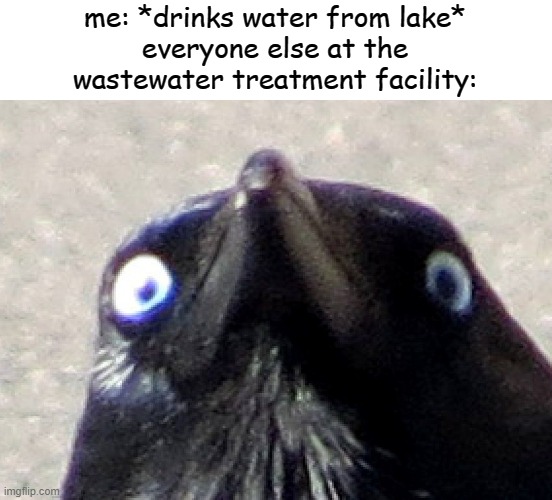 *sips* | me: *drinks water from lake*
everyone else at the wastewater treatment facility: | image tagged in crow | made w/ Imgflip meme maker