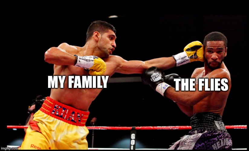 My family versus flies | THE FLIES; MY FAMILY | image tagged in fly,boxing,flies | made w/ Imgflip meme maker