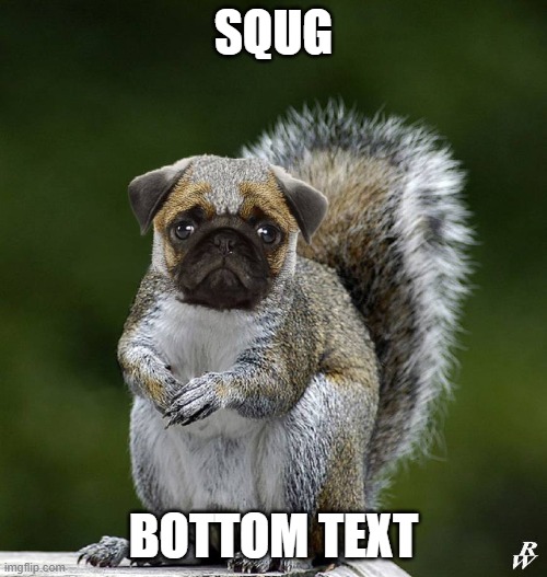 Squg | SQUG; BOTTOM TEXT | image tagged in squirrel,pug | made w/ Imgflip meme maker