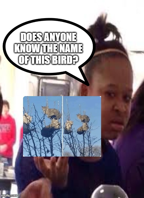 Does anyone know the name of this bird? | DOES ANYONE KNOW THE NAME OF THIS BIRD? | made w/ Imgflip meme maker