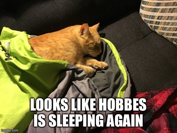 More Hobbes! | LOOKS LIKE HOBBES IS SLEEPING AGAIN | image tagged in cats | made w/ Imgflip meme maker