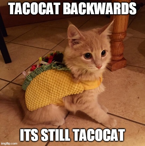 tacocat | TACOCAT BACKWARDS; ITS STILL TACOCAT | image tagged in tacocat | made w/ Imgflip meme maker