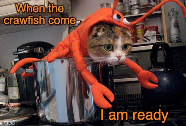 The patient hunter | When the crawfish come; I am ready | image tagged in crawfish,cats,hunting | made w/ Imgflip meme maker