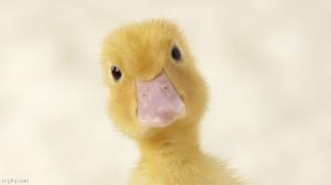 I'm new to this specific stream so, here's a duck ~ It's a duck!! I mean, who doesn't like ducks?? Or, technically it's a chick  | image tagged in duck,chick,baby duck | made w/ Imgflip meme maker