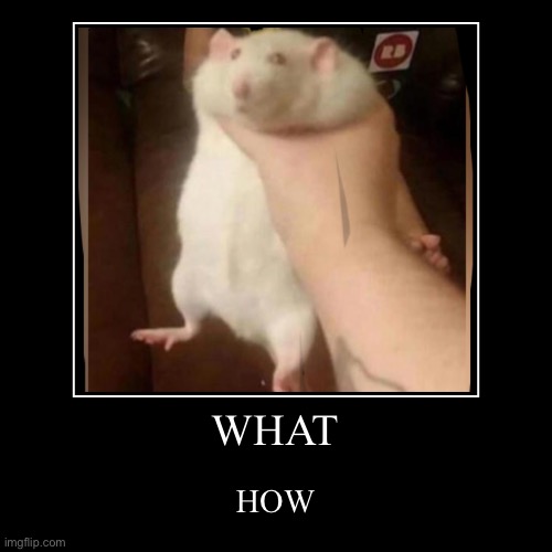 RAT | image tagged in funny,demotivationals | made w/ Imgflip demotivational maker