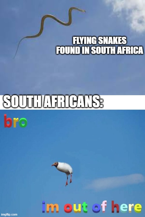 Snakes on a plane... | FLYING SNAKES FOUND IN SOUTH AFRICA; SOUTH AFRICANS: | image tagged in blank white template,i'm outta here,snakes on a plane | made w/ Imgflip meme maker