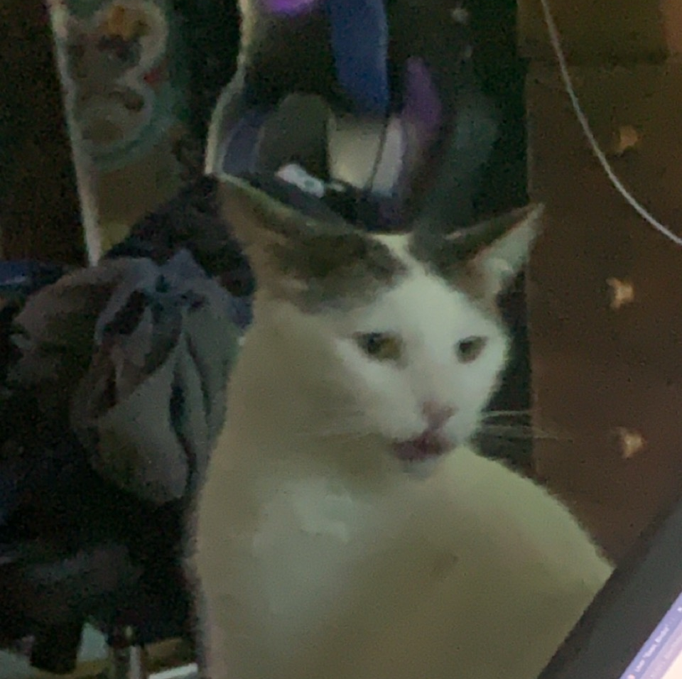 Surprised Cat Blank Meme Template