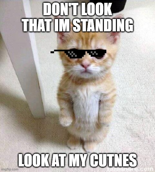 Cute Cat | DON'T LOOK THAT IM STANDING; LOOK AT MY CUTNES | image tagged in memes,cute cat | made w/ Imgflip meme maker