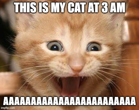 Excited Cat Meme | THIS IS MY CAT AT 3 AM; AAAAAAAAAAAAAAAAAAAAAAAA | image tagged in memes,excited cat | made w/ Imgflip meme maker