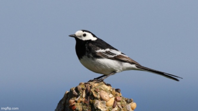 Pied Wagtail. Writing a report in Biology about this  smol floof | made w/ Imgflip meme maker