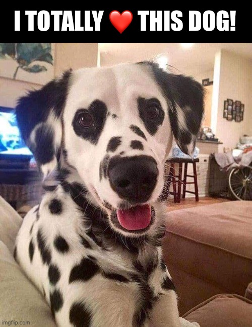 It’s All in the Eyes | I TOTALLY ❤️ THIS DOG! | image tagged in funny memes,funny dog memes,funny,dogs | made w/ Imgflip meme maker