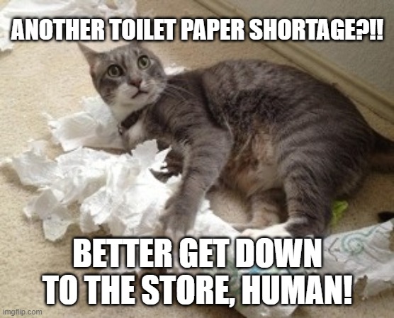 cat toilet paper | ANOTHER TOILET PAPER SHORTAGE?!! BETTER GET DOWN TO THE STORE, HUMAN! | image tagged in cat toilet paper | made w/ Imgflip meme maker