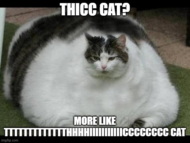 TTTTTTTTTTTTTTTTTTTTTTTTTHHHHHHHHHHHIIIIIIIIIIICCCCCCCCCCCC cat meme | THICC CAT? MORE LIKE TTTTTTTTTTTTTHHHHIIIIIIIIIIICCCCCCCC CAT | image tagged in fat cat 2 | made w/ Imgflip meme maker