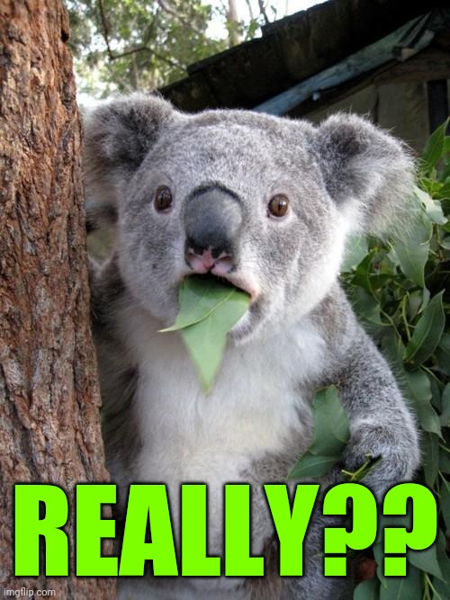 Surprised Koala Meme | REALLY?? | image tagged in memes,surprised koala | made w/ Imgflip meme maker