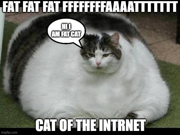 omg | FAT FAT FAT FFFFFFFFAAAATTTTTTT; HI I AM FAT CAT; CAT OF THE INTRNET | image tagged in fat cat 2 | made w/ Imgflip meme maker